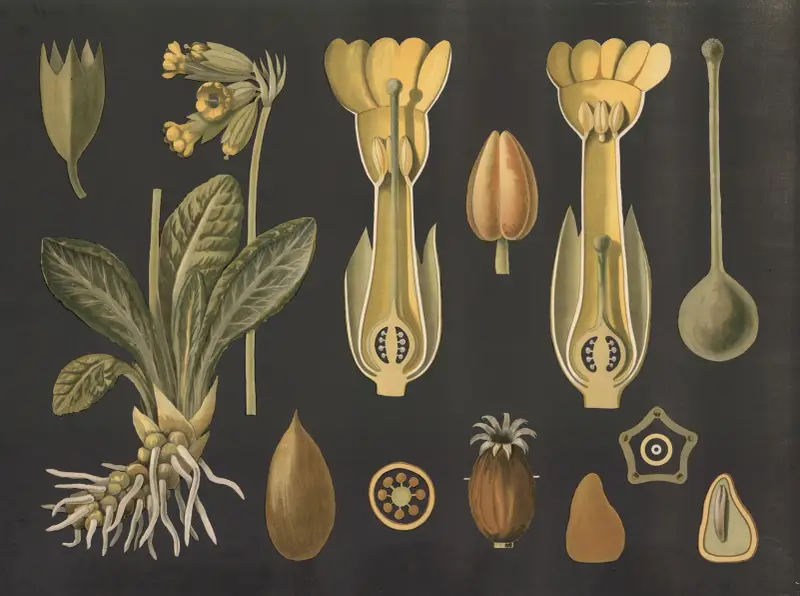 Majviva (Primula veris) av Gottlieb von Koch