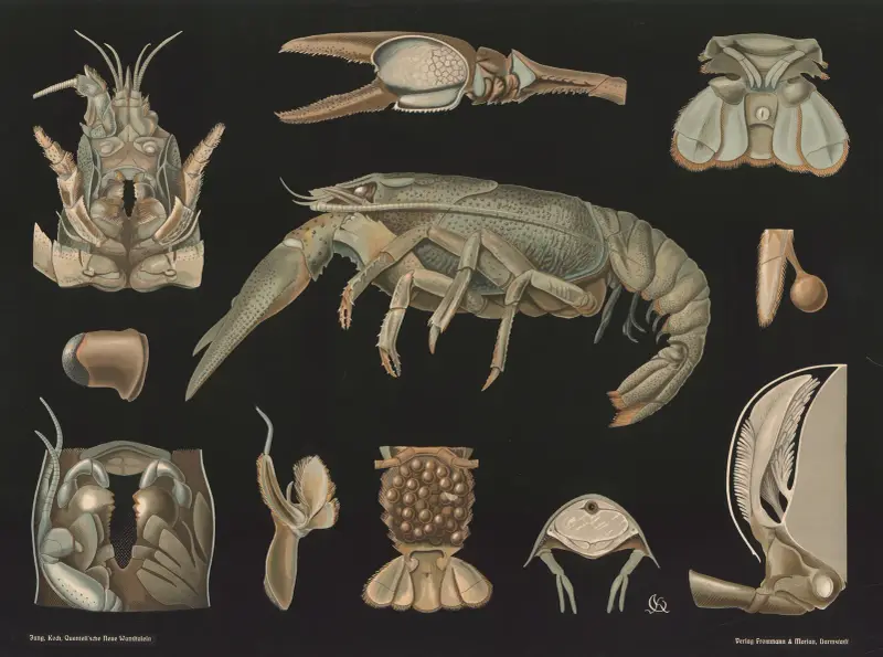 Kräfta (Astacus fluviatilis) av Gottlieb von Koch