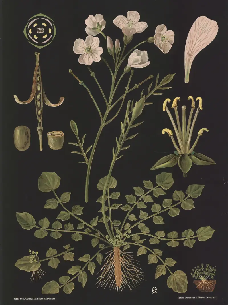 Wiesen-Schaumkraut (Cardamine pratensis) von Gottlieb von Koch