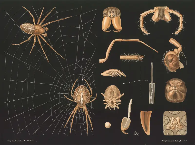 Trädgårdskorsspindel (Araneus diadematus) av Gottlieb von Koch