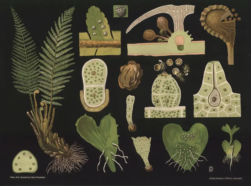 Träjon (Polystichum filix mas) av Gottlieb von Koch