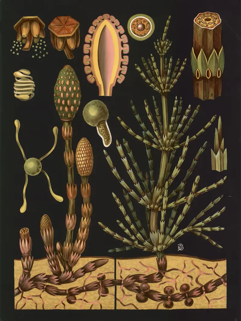 Acker-Schachtelhalm (Equisetum arvense) von Gottlieb von Koch