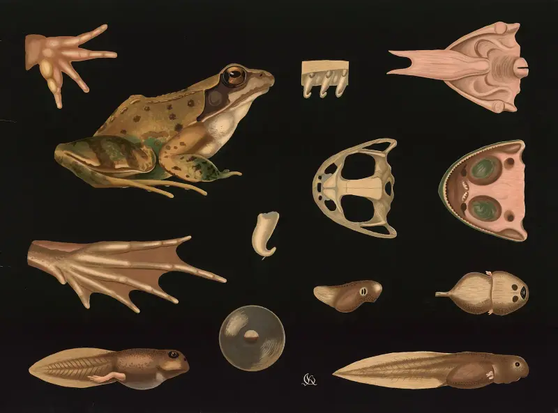 Groda (Rana temporaria) av Gottlieb von Koch