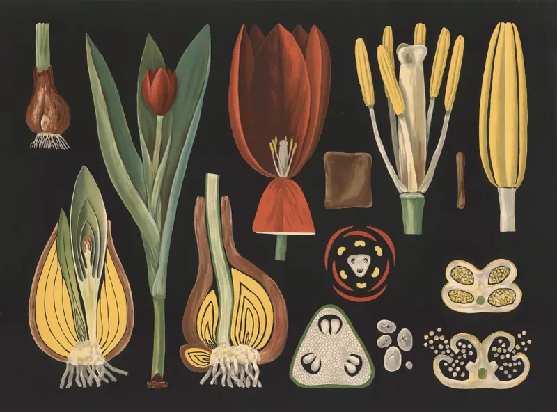 Gartentulpe (Tulipa gesneriana) von Gottlieb von Koch