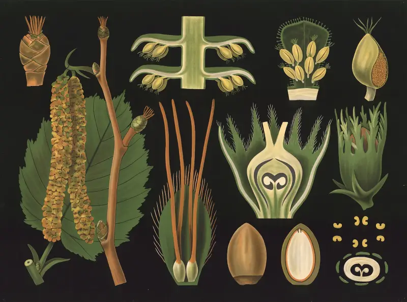 Hassel (Corylus avellana) av Gottlieb von Koch