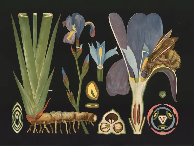 Iris (Iris germanica) von Gottlieb von Koch