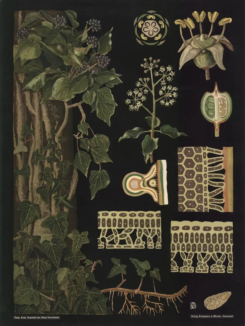 Efeu (Hedera helix) von Gottlieb von Koch