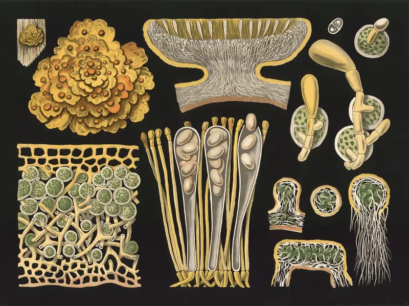 Lichen (Xanthoria parietina), Gottlieb von Koch