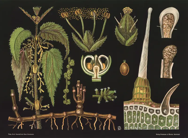 Nässla (Urtica dioica) av Gottlieb von Koch