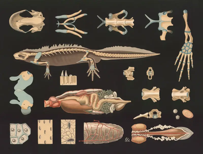 Större vattensalamander (Triton cristatus) av Gottlieb von Koch
