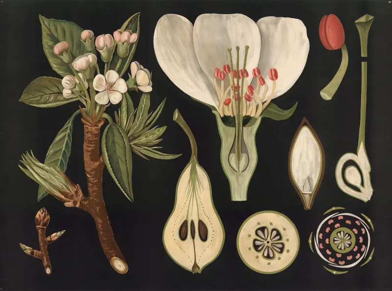 Päron (Pyrus communis) av Gottlieb von Koch
