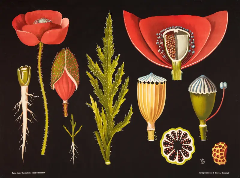 Poppy (Papaver rhoeas) av Gottlieb von Koch