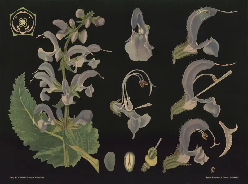 Sage (Salvia pratensis) av Gottlieb von Koch