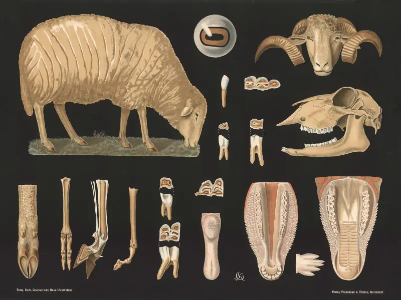 Schaf (Ovis aries) von Gottlieb von Koch