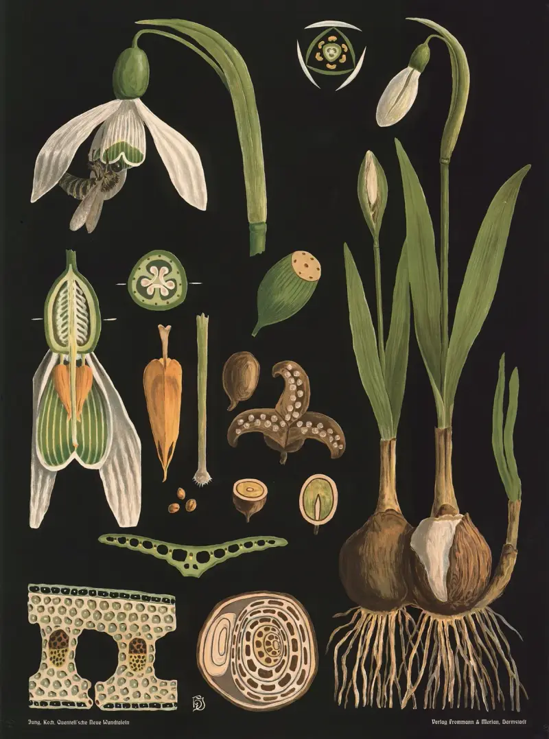 Snödroppe (Galanthus nivalis) av Gottlieb von Koch