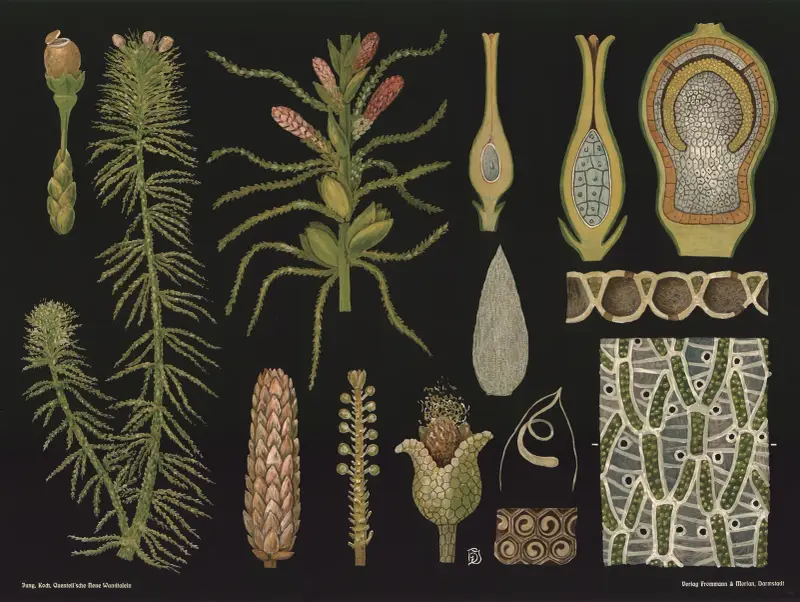 Vitmossa (Sphagnum acutifolium) av Gottlieb von Koch