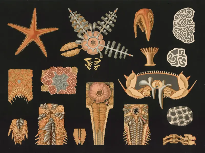 Sjöstjärna (Asteropecten aurantiacus) av Gottlieb von Koch