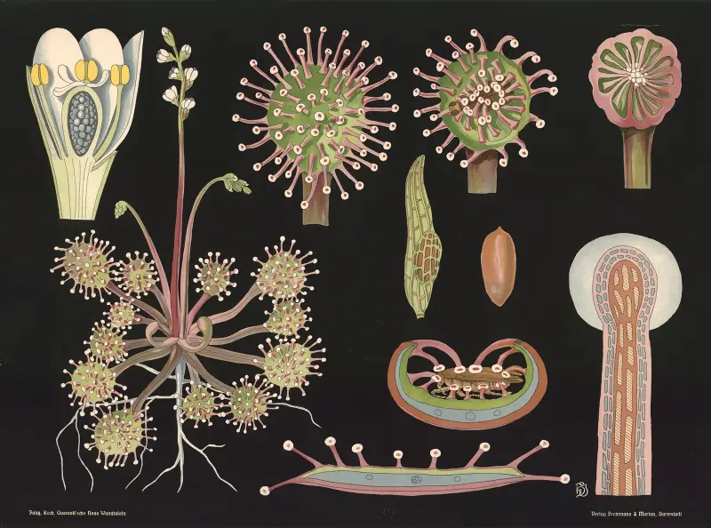 Sileshår (Drosera rotundifolia) av Gottlieb von Koch