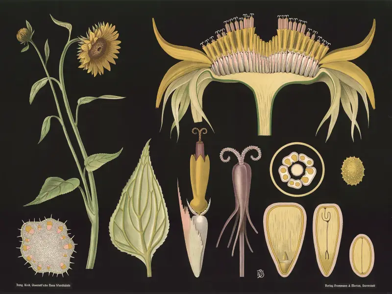 Slunečnice roční (Helianthus annuus), Gottlieb von Koch