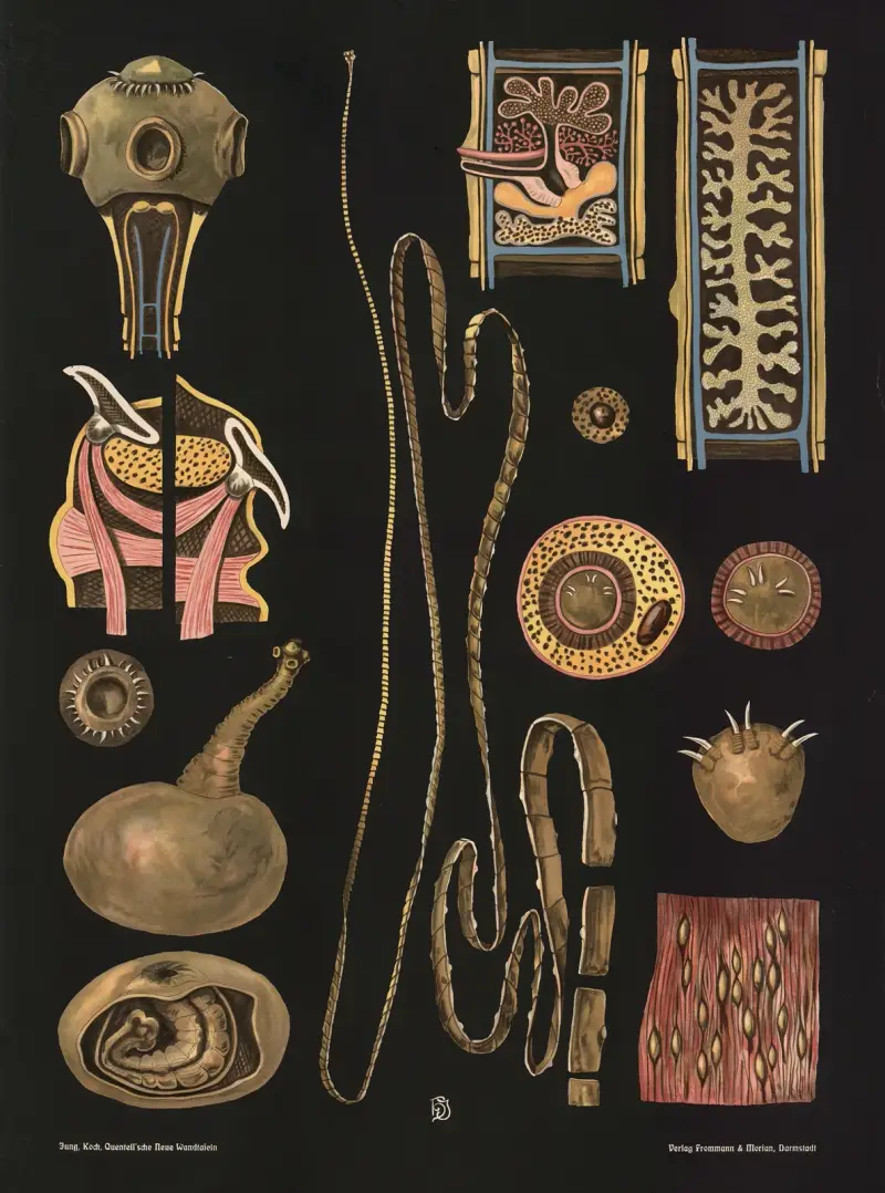 Bandmask (Taenia solium) av Gottlieb von Koch
