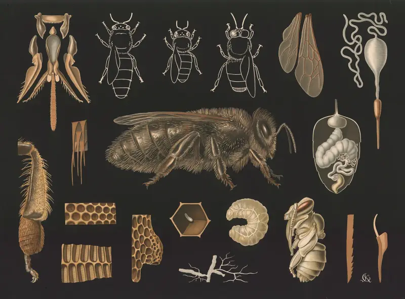Westliche Honigbiene (Apis mellifera) von Gottlieb von Koch