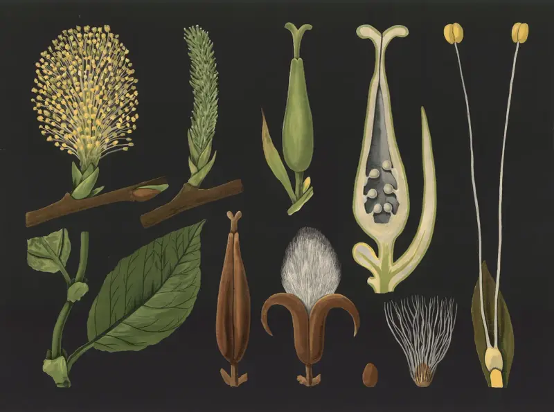 Vrba (Salix caprea), Gottlieb von Koch