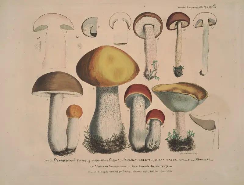 Naturgetreue Abblidungen und Beschreibungen der essbaren, schädlichen und verdächtigen Schwämme Pl.32 av Julius Vincenz von Krombholz
