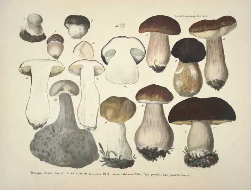 Naturgetreue Abblidungen und Beschreibungen der essbaren, schädlichen und verdächtigen Schwämme Pl.31 av Julius Vincenz von Krombholz