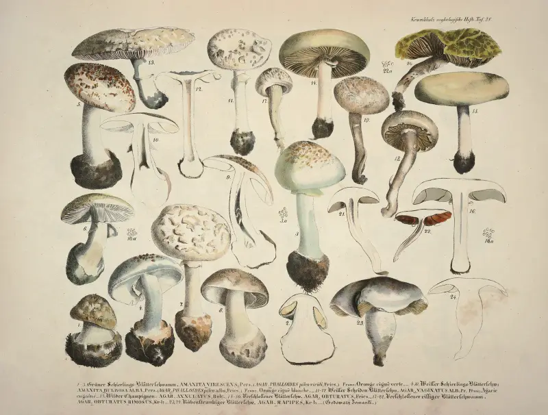 Naturgetreue Abblidungen und Beschreibungen der essbaren, schädlichen und verdächtigen Schwämme Pl.28 av Julius Vincenz von Krombholz