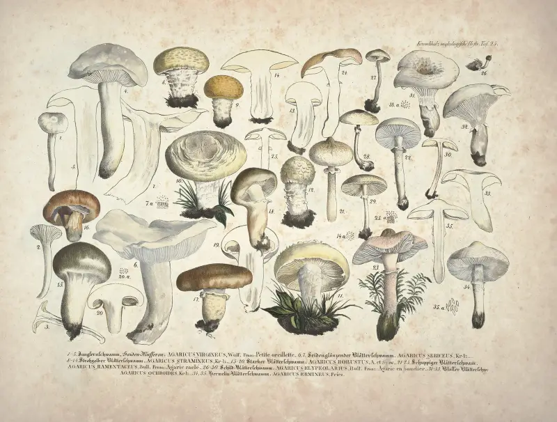 Naturgetreue Abblidungen und Beschreibungen der essbaren, schädlichen und verdächtigen Schwämme Pl.25 av Julius Vincenz von Krombholz
