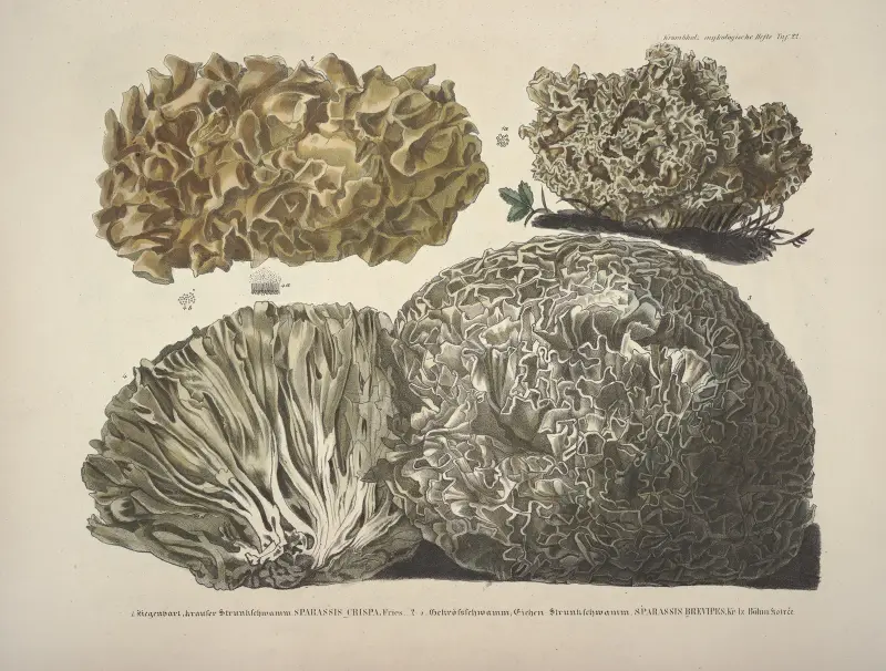 Naturgetreue Abblidungen und Beschreibungen der essbaren, schädlichen und verdächtigen Schwämme Pl.22 av Julius Vincenz von Krombholz