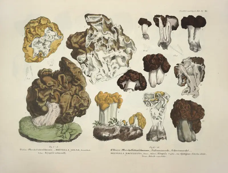 Naturgetreue Abblidungen und Beschreibungen der essbaren, schädlichen und verdächtigen Schwämme Pl.20 av Julius Vincenz von Krombholz