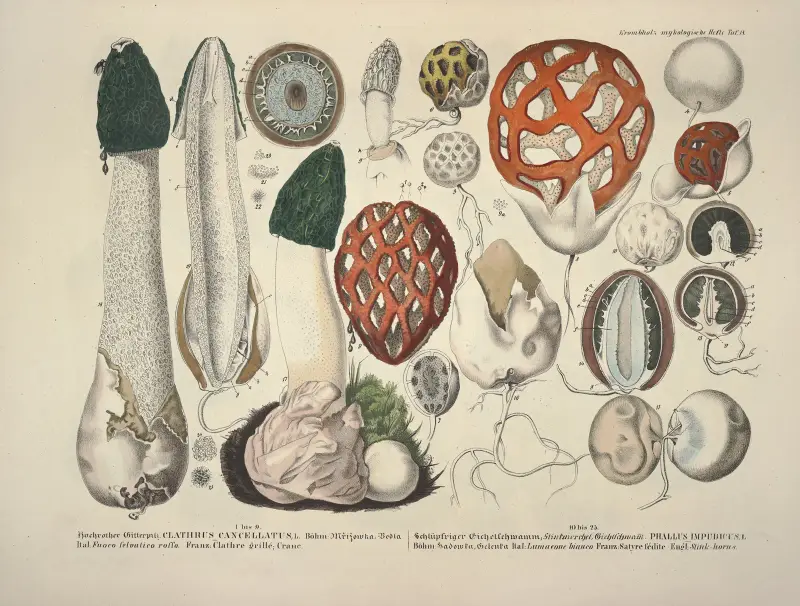Naturgetreue Abblidungen und Beschreibungen der essbaren, schädlichen und verdächtigen Schwämme Pl.18 av Julius Vincenz von Krombholz