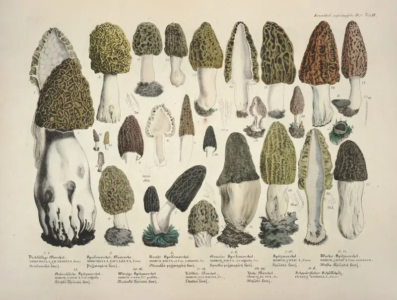 Naturgetreue Abblidungen und Beschreibungen der essbaren, schädlichen und verdächtigen Schwämme Pl.16 av Julius Vincenz von Krombholz
