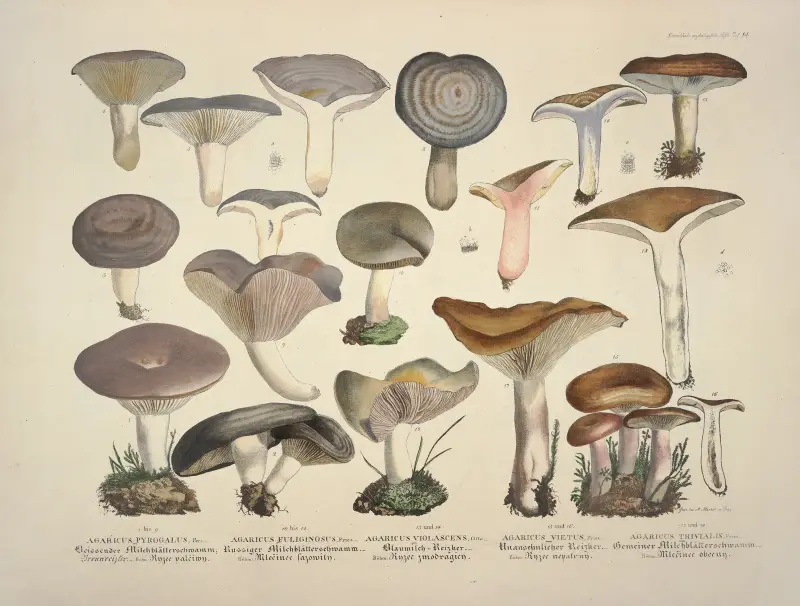 Naturgetreue Abblidungen und Beschreibungen der essbaren, schädlichen und verdächtigen Schwämme Pl.14 av Julius Vincenz von Krombholz