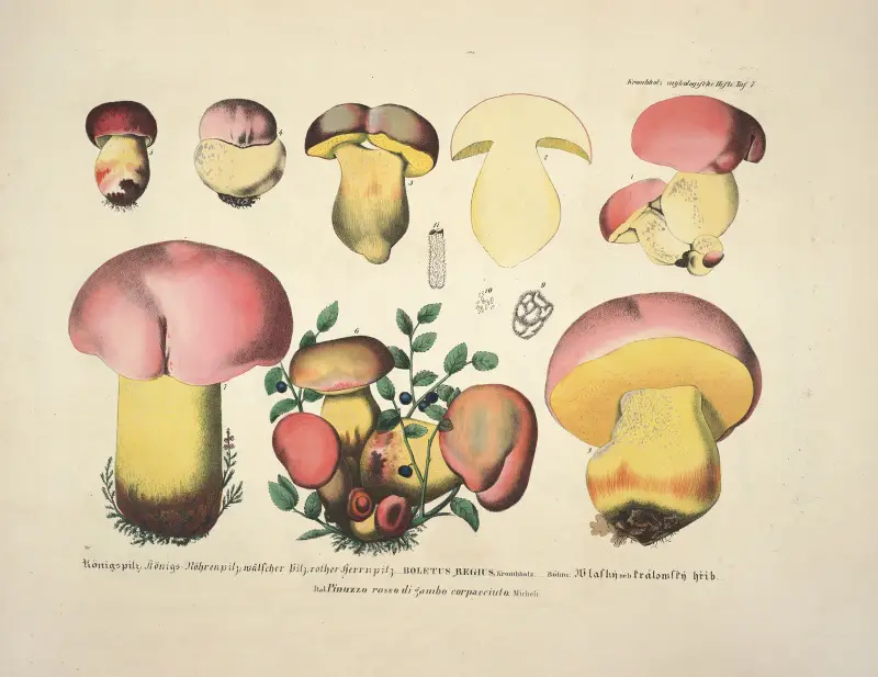 Naturgetreue Abblidungen und Beschreibungen der essbaren, schädlichen und verdächtigen Schwämme Pl.07 av Julius Vincenz von Krombholz