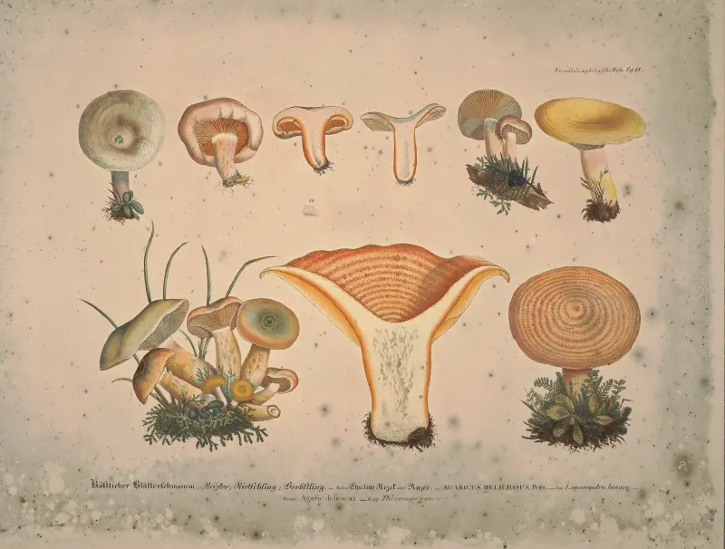 Naturgetreue Abblidungen und Beschreibungen der essbaren, schädlichen und verdächtigen Schwämme Pl.11 av Julius Vincenz von Krombholz