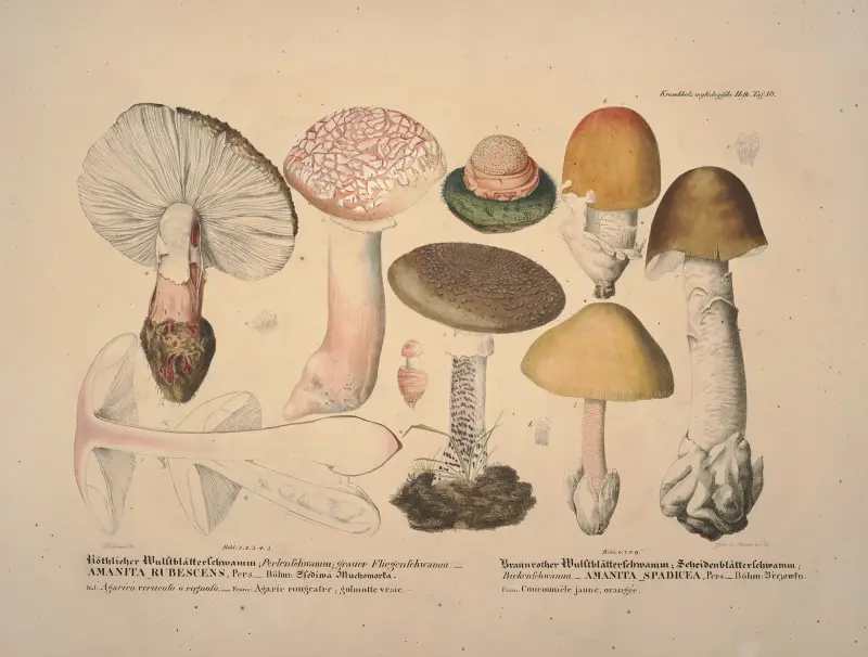 Naturgetreue Abblidungen und Beschreibungen der essbaren, schädlichen und verdächtigen Schwämme Pl.10 av Julius Vincenz von Krombholz