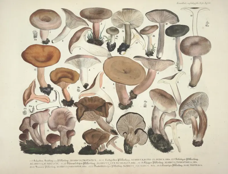 Naturgetreue Abblidungen und Beschreibungen der essbaren, schädlichen und verdächtigen Schwämme Pl.40 av Julius Vincenz von Krombholz