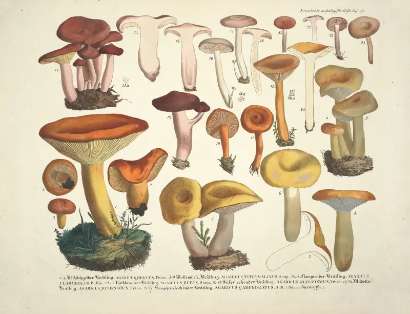 Naturgetreue Abblidungen und Beschreibungen der essbaren, schädlichen und verdächtigen Schwämme Pl.39 av Julius Vincenz von Krombholz