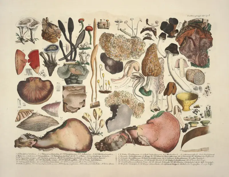Naturgetreue Abblidungen und Beschreibungen der essbaren, schädlichen und verdächtigen Schwämme Pl.05 av Julius Vincenz von Krombholz