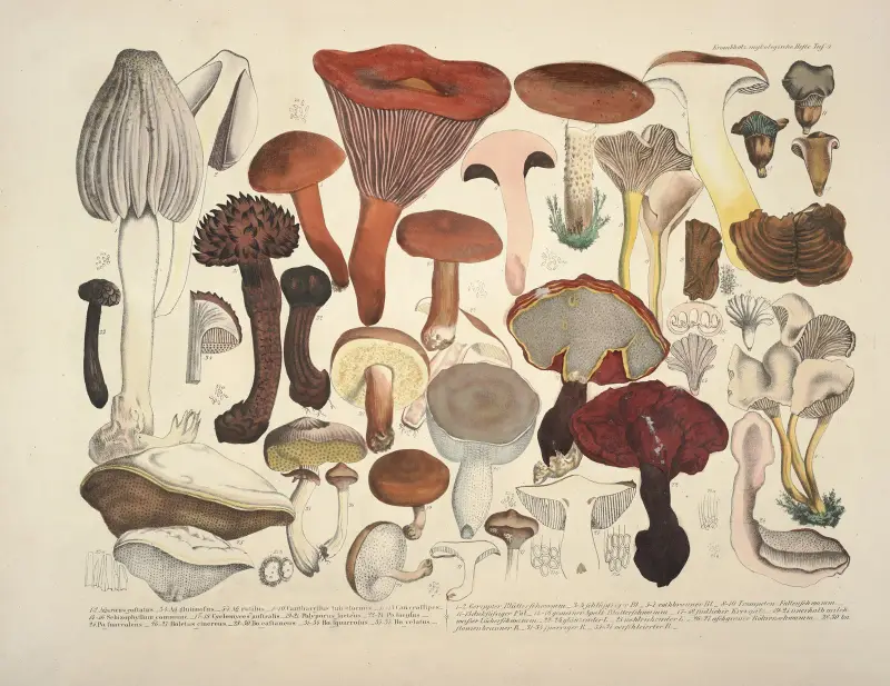 Naturgetreue Abblidungen und Beschreibungen der essbaren, schädlichen und verdächtigen Schwämme Pl.04 av Julius Vincenz von Krombholz