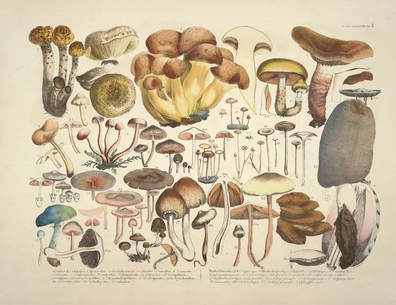 Naturgetreue Abblidungen und Beschreibungen der essbaren, schädlichen und verdächtigen Schwämme Pl.03 av Julius Vincenz von Krombholz