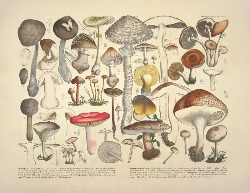 Naturgetreue Abblidungen und Beschreibungen der essbaren, schädlichen und verdächtigen Schwämme Pl.01 av Julius Vincenz von Krombholz