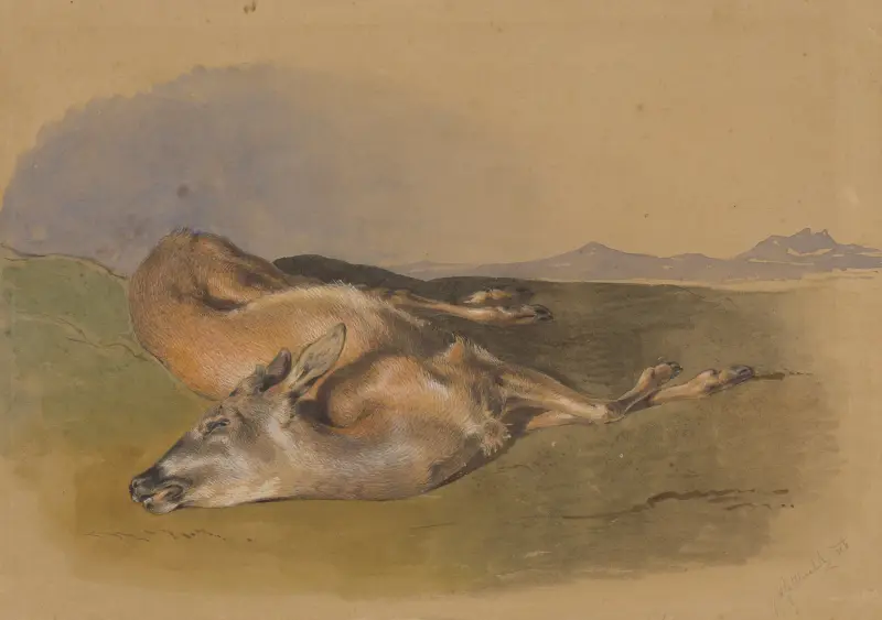 Död hind av Friedrich Carl von Scheidlin