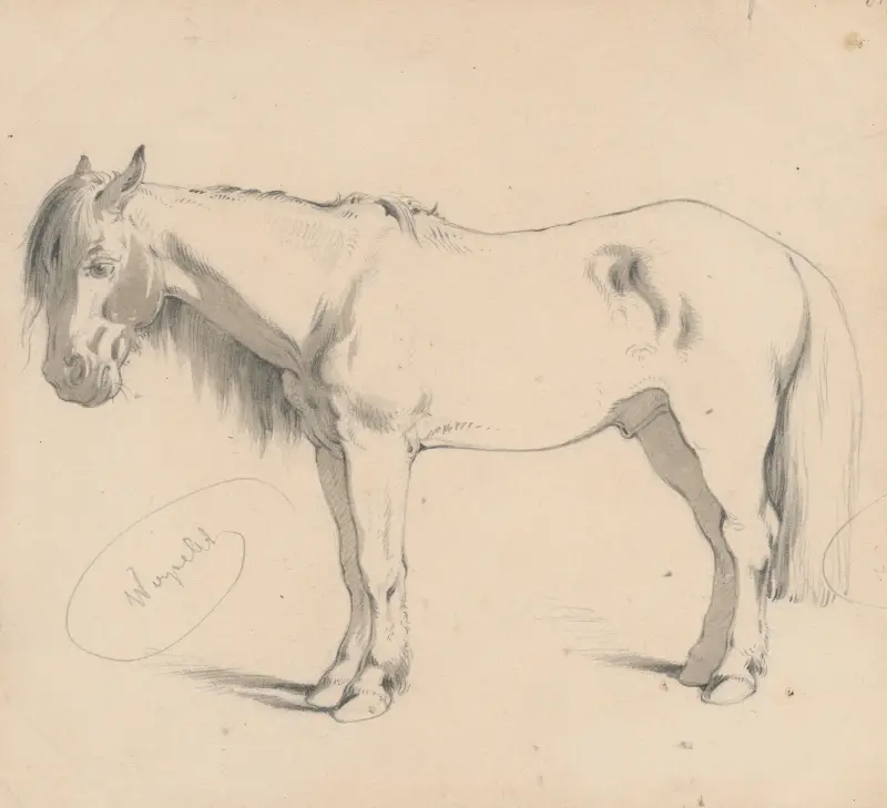 Studie av en häst med lång man II av Friedrich Carl von Scheidlin