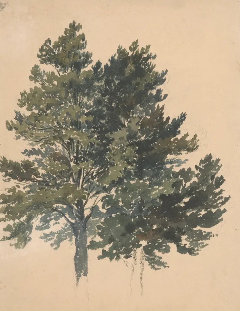 Studie einer Baumkrone von Friedrich Carl von Scheidlin