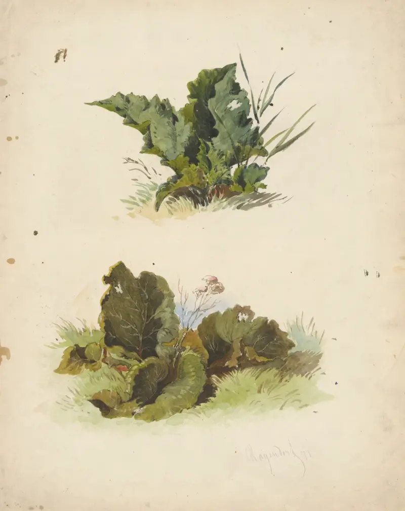 Study of Broadleaved Plants av Friedrich Carl von Scheidlin