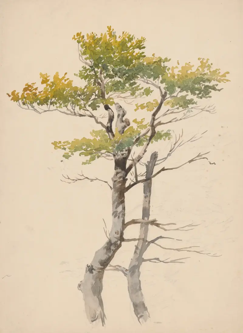 Studie listnatého stromu, Friedrich Carl von Scheidlin