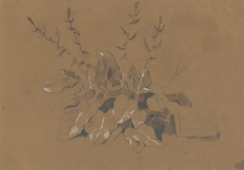 Studie av blommande växt av Friedrich Carl von Scheidlin